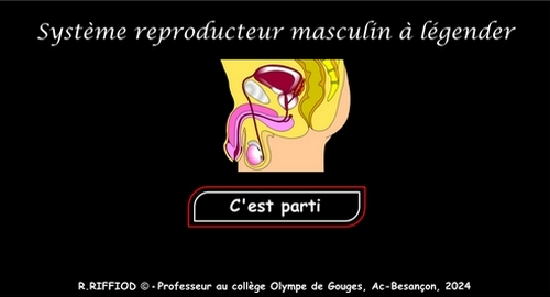page d'acceuil de l'application appareil (système) reproducteur masculin vu de profil